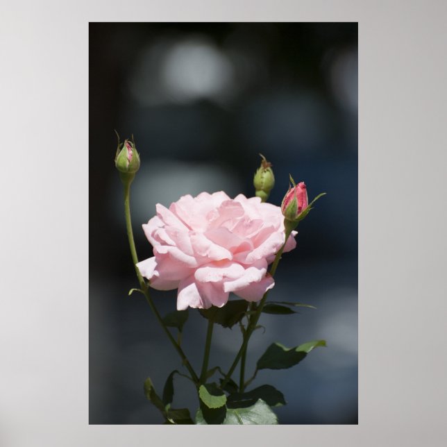 Poster comme un rose (Devant)