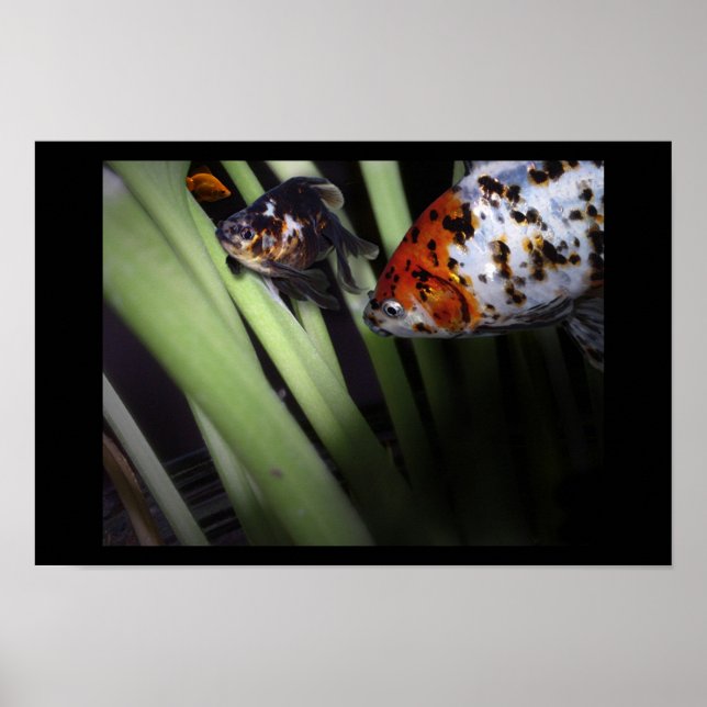 Poster commerce de poissons (Devant)