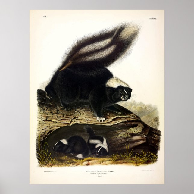 Poster Common American Skunk, Striped Skunk, par Audubon (Devant)