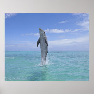 Poster Common Bottlenose Dolphin Swimming Backwards on