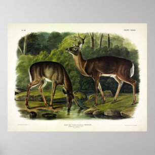 Poster Common Deer
