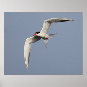 Poster Common Tern