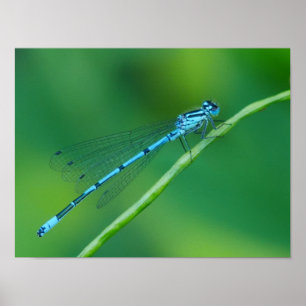 Poster commun bleu Damselfly