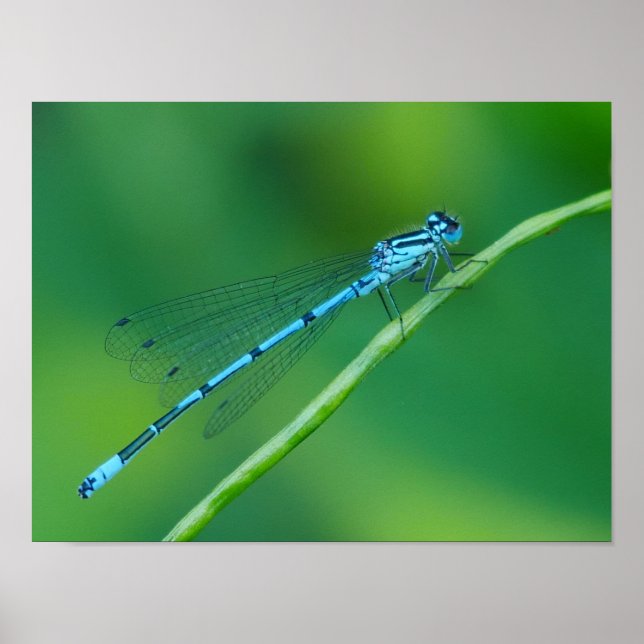 Poster commun bleu Damselfly (Devant)
