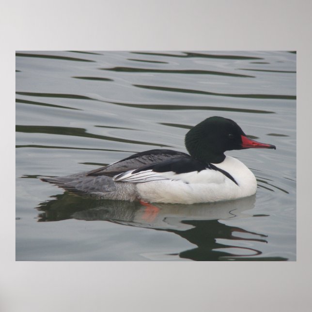 Poster commun Merganser mâle (Devant)