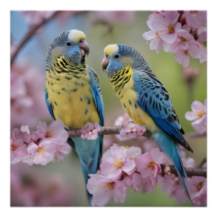Poster "Compagnons Vibrants : Budgies bleues et jaunes"