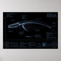 Comparaison de taille baleine vs humain en radiogr