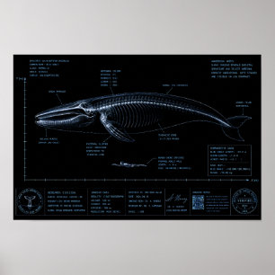 Poster Comparaison de taille baleine vs humain en radiogr