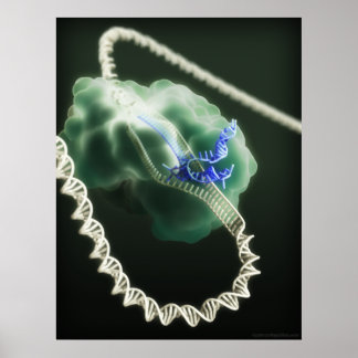 Poster Complexe CRISPR-Cas9 au travail