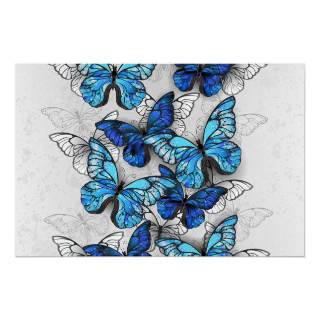 Poster Composition des papillons blancs et bleus (Devant)