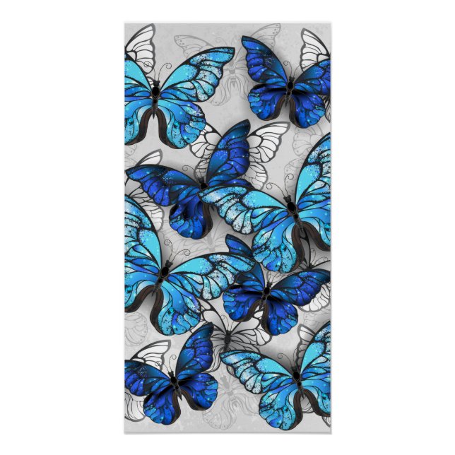 Poster Composition des White and Blue Butterflies (Devant)