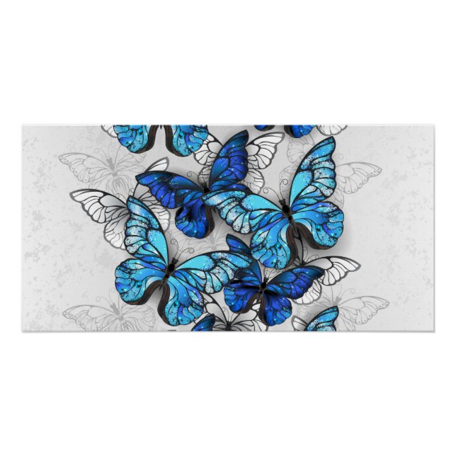 Poster Composition des White and Blue Butterflies (Devant)
