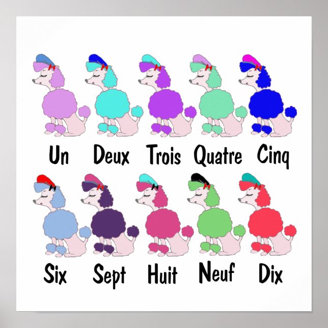 Poster Compter le caniche français (Devant)