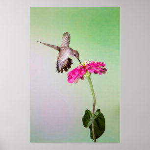 Poster Comté de Jeff Davis, Texas