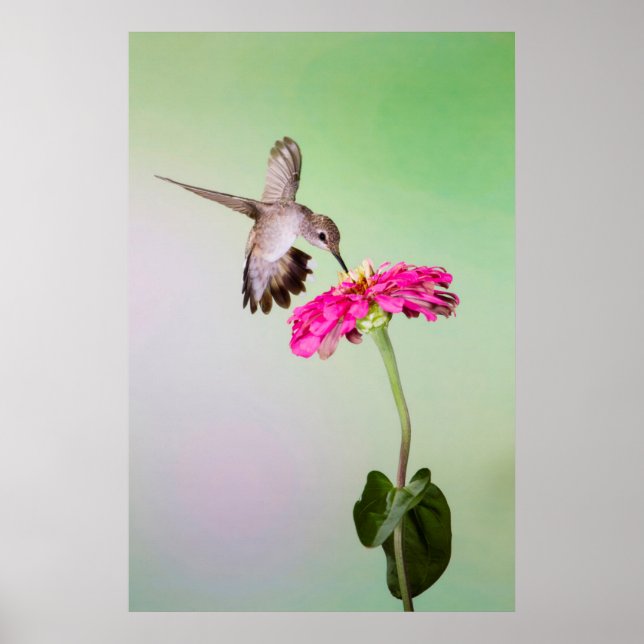 Poster Comté de Jeff Davis, Texas (Devant)