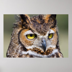 Poster Comté de Kendall, Texas. Chouette à grande corne