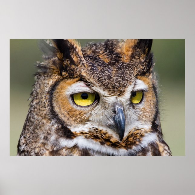 Poster Comté de Kendall, Texas. Chouette à grande corne (Devant)