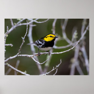 Poster Comté de Kinney, Texas. Golden cheeked warbler