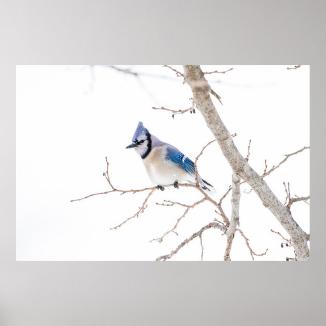 Poster Comté de Wichita, Texas. Blue Jay (Devant)