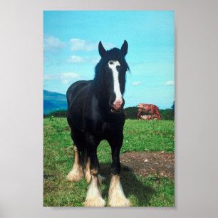 Poster Comté debout