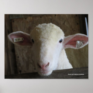 Poster Comté Fair Sheep