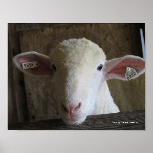 Poster Comté Fair Sheep (Devant)