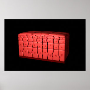 Poster Concept de l'épithélium stratifié 2 de Squamous