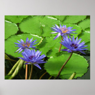 Poster Conception botanique florale de nénuphar tropical