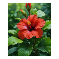 Conception de photographie de fleur d'hibiscus rou