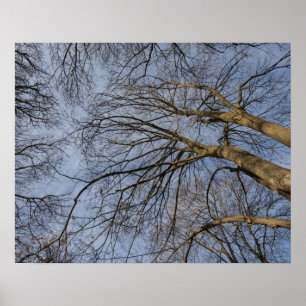 Poster Conception/motif de tronc d'arbre. Pioineer Park,