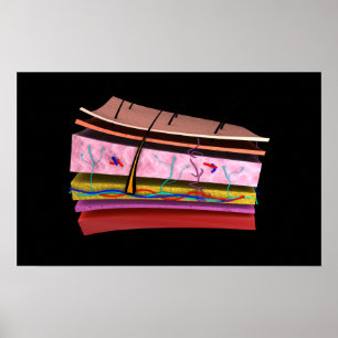 Poster Conceptual Image Of The Layers Of Human Skin 2