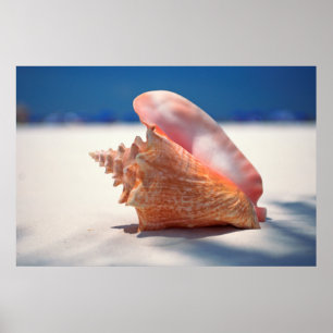 Poster Conch Shell