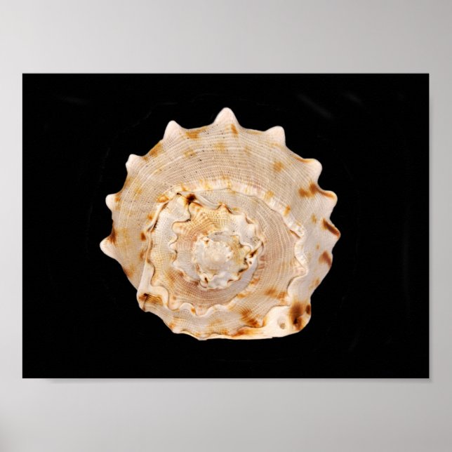 Poster Conch Shell (Devant)