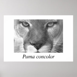 Poster Concolor de puma de puma
