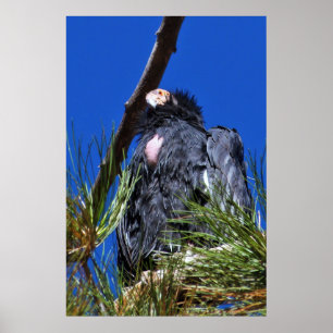 Poster Condor de Californie