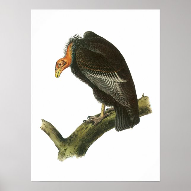 Poster Condor de Californie par Audubon (Devant)