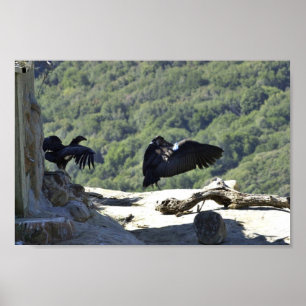 Poster condors californiens