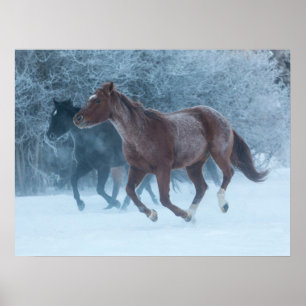 Poster Conduite de chevaux