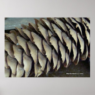 Poster Cône de pin