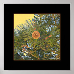 Poster Cône de pin