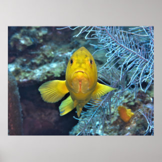 Poster Coney en jaune