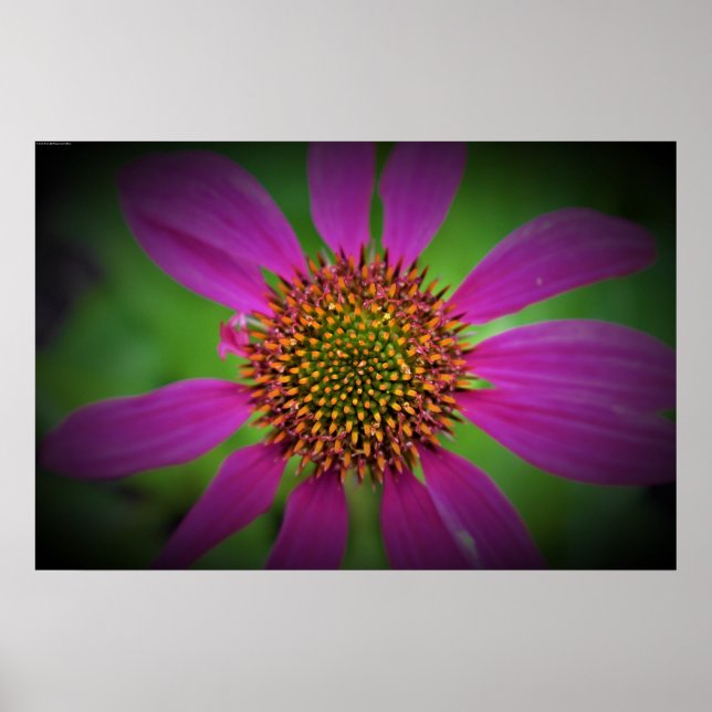 Poster Confleur, (Devant)