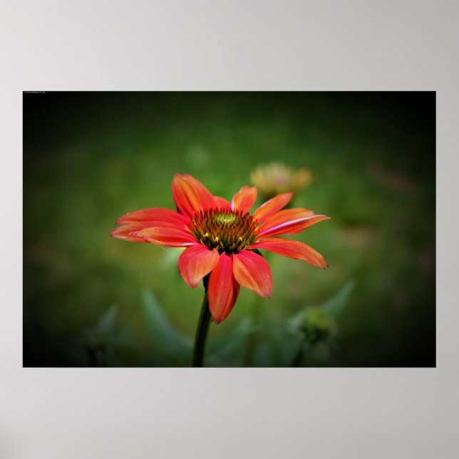 Poster Confleur, (Devant)