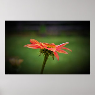 Poster Confleur,