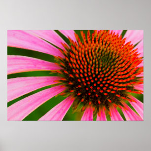 Poster Confleur
