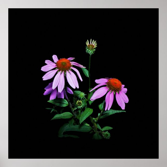 Poster Confleur violet sur noir (Devant)