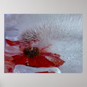 Poster Conflower in Ice,