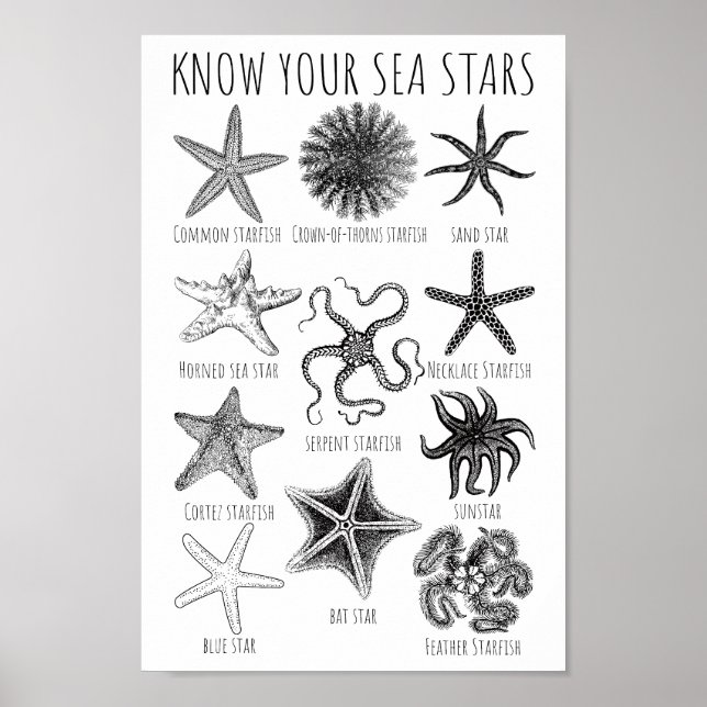 Poster Connaissez vos étoiles de mer - Groupes Starfish (Devant)