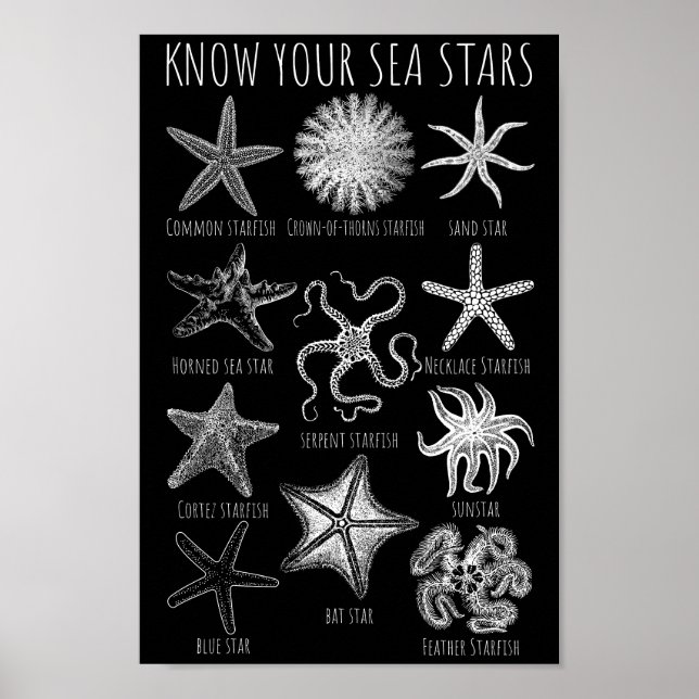 Poster Connaissez vos étoiles de mer - Groupes Starfish (Devant)