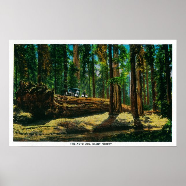 Poster Connexion automatique dans la forêt géante, séquoi (Devant)
